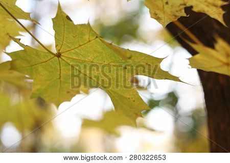 Autumn Background, Isolated Falling Yellow Maple Leaf