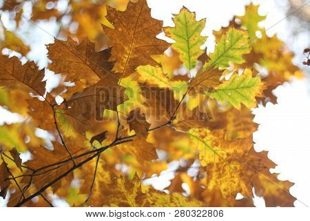 Autumn Background, Red Oak Leaves On Branch