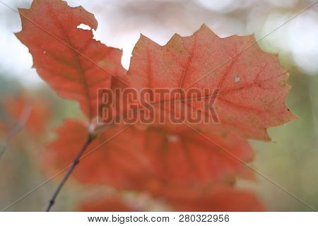 Autumn Background, Red Oak Leaves On Branch