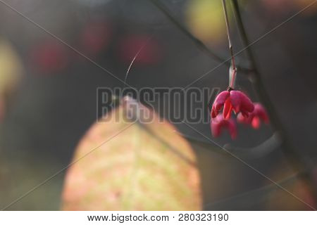 Autumn Background,  Leaf And Small Flowers On Branch