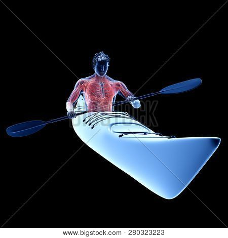 3d rendered medically accurate illustration of the muscle system of a canoeist