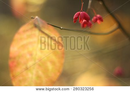 Autumn Background,  Leaf And Small Flowers On Branch