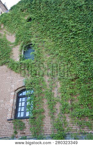 Pleasant Camouflage. Green Ivy Plant Climbing Brick Wall. Old House Exterior With Creeper Or Climber