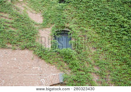 Add Visual Versatility. Old House Exterior With Creeper Or Climber. House Building Covered With Ivy.