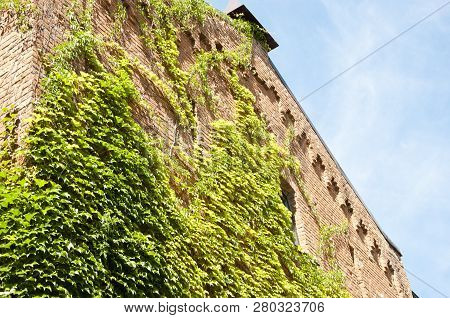 The Elegant Effect Of Ivy. House Building Covered With Ivy. Old House Exterior With Creeper Or Climb