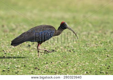 Red Naped Ibis At Bera Hills, Bera Jawai, Rajasthan, India