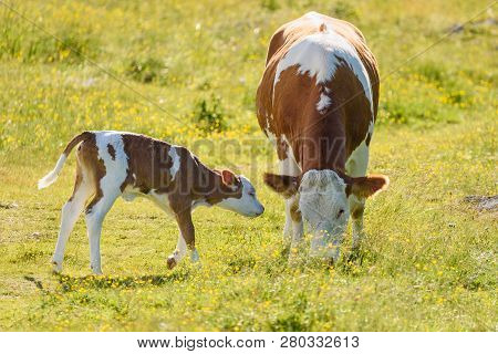 Cows On A Meadow In Alps Austria. Schockl Mountain Above Graz Place To Visit
