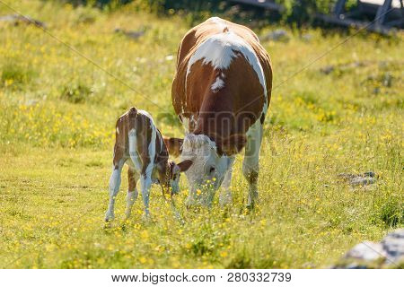 Cows On A Meadow In Alps Austria. Schockl Mountain Above Graz Place To Visit