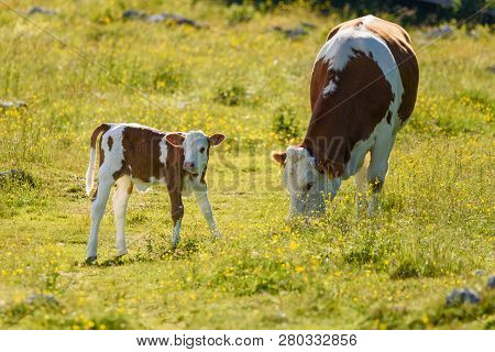 Cows On A Meadow In Alps Austria. Schockl Mountain Above Graz Place To Visit