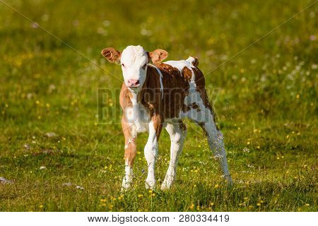 Cows On A Meadow In Alps Austria. Schockl Mountain Above Graz Place To Visit