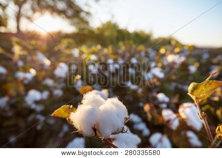 Cotton field at sunrise.