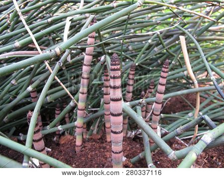 Rough Horsetail Or Snake Grass, Equisetum Hyemale