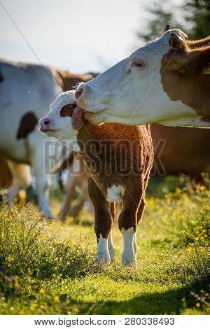 Cows On A Meadow In Alps Austria. Schockl Mountain Above Graz Place To Visit