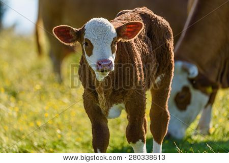 Cows On A Meadow In Alps Austria. Schockl Mountain Above Graz Place To Visit