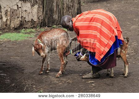 Ngorongoro /tanzania- March, 2016 : Masaai Women Milking Her Goat To Feed Her Kids In A Masai Villag