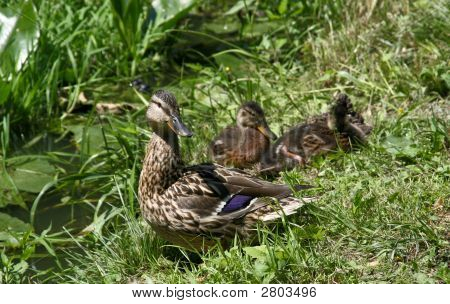 Pato pato com patinhos