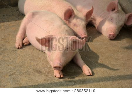 Close Up Of Some White Color Domesticated Piggy, Piglet ( Sus Scrofa Domesticus ), Large White Yorks