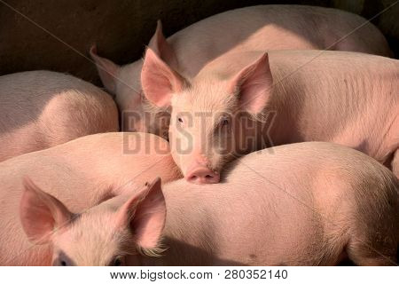 Close Up Of Some White Color Domesticated Piggy, Piglet ( Sus Scrofa Domesticus ), Large White Yorks