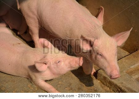 Close Up Of Some White Color Domesticated Piggy, Piglet ( Sus Scrofa Domesticus ), Large White Yorks