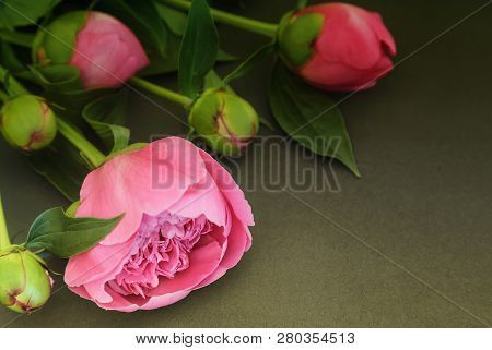 Peony Flowers And Buds On A Dark Background.