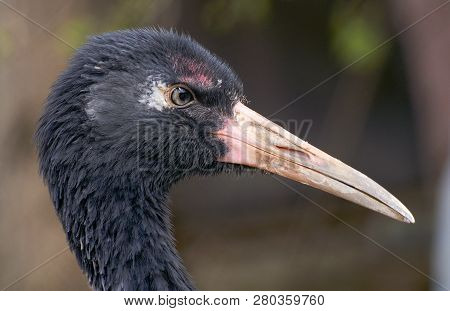 Portrait Of A Crane. Wild Bird Crane - Closeup Photo.