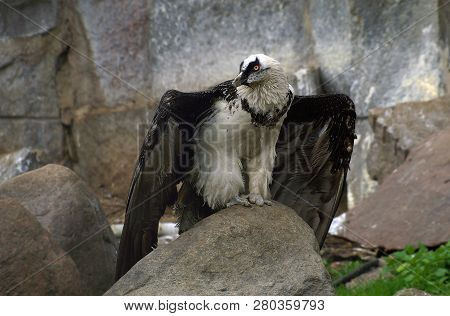 The Wild Vulture, The Condor Is A Large And Strong Bird