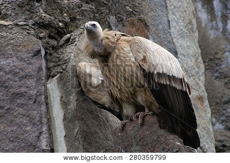 Vulture - Wild Bird In Its Home