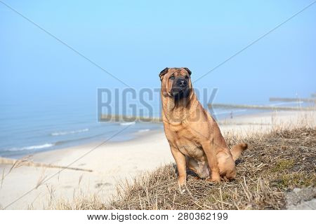 Red Dog Shar Pei Sits On The Yellow Grass On The Shore Of The Baltic Sea