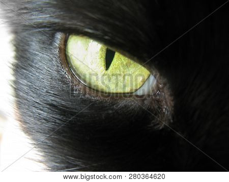 A Bright Yellow Cat Eye Lemon-colored Looking Straight Into The Soul.