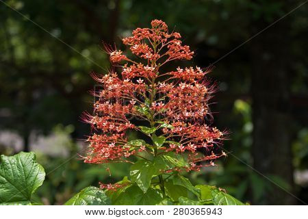 Red flower of Pagoda flower, also known as Hanuman kireetam growing in Singapore (Clerodendrum paniculatum)