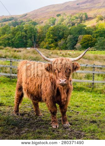 Highland Cow In Scottisch Landscape Stares At Camera