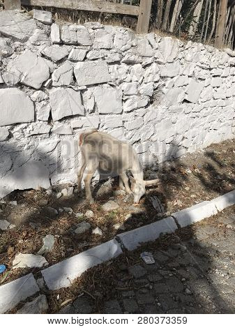 Keçi Oğlak Hayvan Beyaz Keçi Sakalı Boynuzu