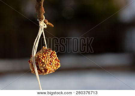 Winter Suspended Bird Feeder: Pressed Cereal Grains - Feeding Birds. The Concept Of Conservation Of 