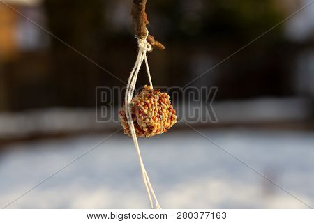 Winter Suspended Bird Feeder: Pressed Cereal Grains - Feeding Birds. The Concept Of Conservation Of 