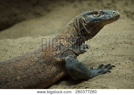 Komodo dragon (Varanus komodoensis). Wild life animal.