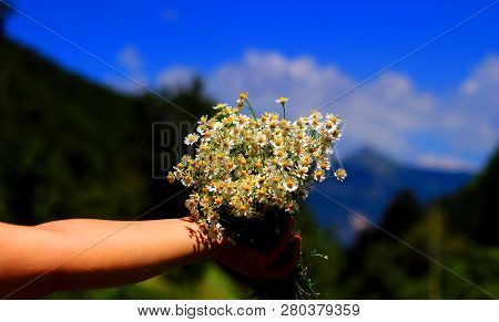 Chamomile Fresh Herbal Plant Bouquet Taken From Natural Green Fields