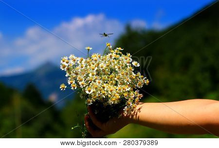 Chamomile Fresh Herbal Plant Bouquet Taken From Natural Green Fields