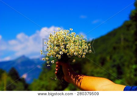 Chamomile Fresh Herbal Plant Bouquet Taken From Natural Green Fields