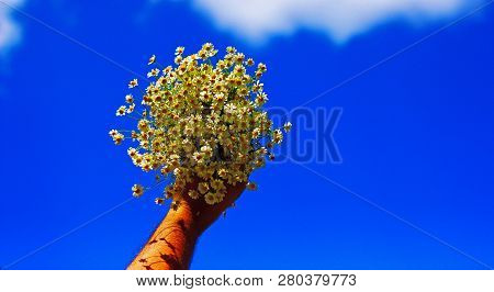 Chamomile Fresh Herbal Plant Bouquet Taken From Natural Green Fields