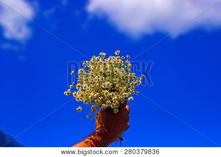Chamomile Fresh Herbal Plant Bouquet Taken From Natural Green Fields