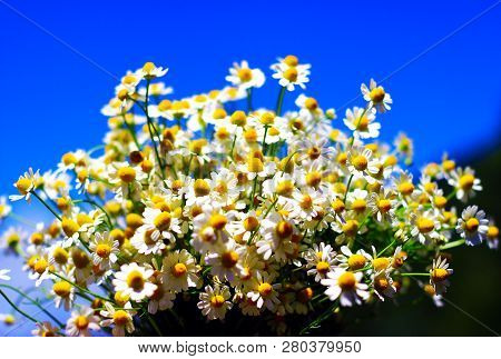 Chamomile Fresh Herbal Plant Bouquet Taken From Natural Green Fields