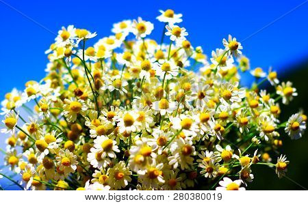 Chamomile Fresh Herbal Plant Bouquet Taken From Natural Green Fields