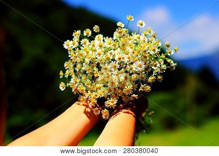 Chamomile Fresh Herbal Plant Bouquet Taken From Natural Green Fields
