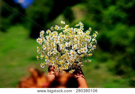 Chamomile Fresh Herbal Plant Bouquet Taken From Natural Green Fields