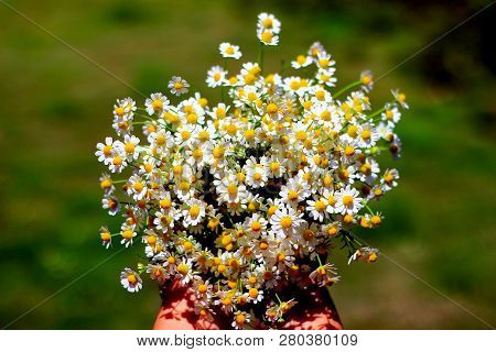 Chamomile Fresh Herbal Plant Bouquet Taken From Natural Green Fields