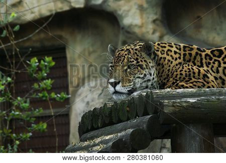 The Leopard Panthera Pardus Is One Of The Five Species In The Genus Panthera. The Leopard Occurs In 