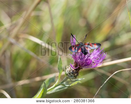 The Six-spot Burnet (zygaena Filipendulae) Sitting On A Blooming Flower.