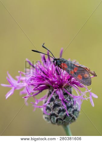 The Six-spot Burnet (zygaena Filipendulae) Sitting On A Blooming Flower.