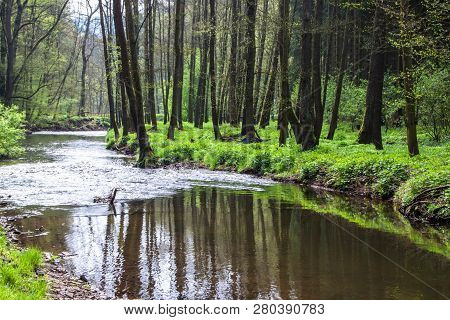 Valley Of Creek Rakovnicky Potok At Spring, Czech Republic