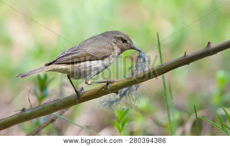 Common Chiffchaff Perched With Nest Material In Beak